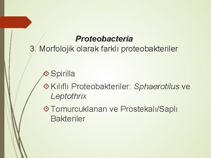 Proteobacteria 3. Morfolojik olarak farklı proteobakteriler Spirilla Kılıflı Proteobakteriler: Sphaerotilus ve Leptothrix Tomurcuklanan ve