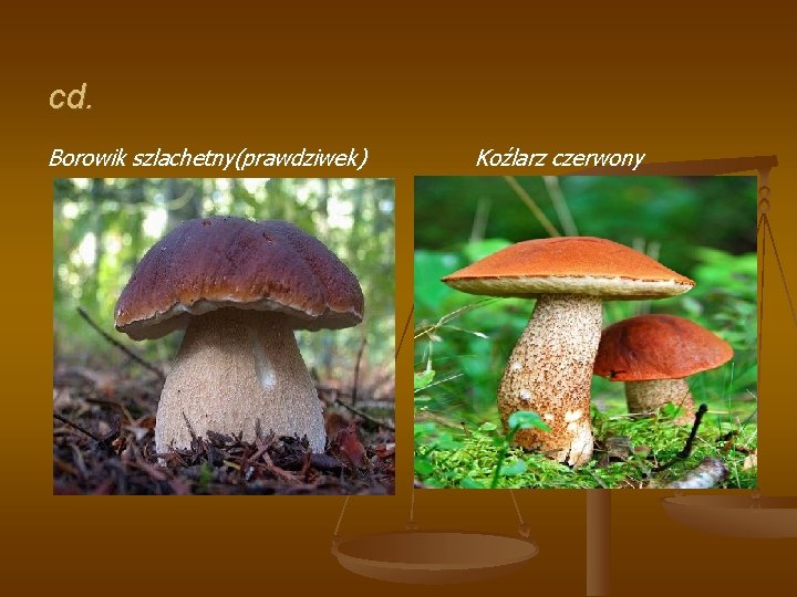 cd. Borowik szlachetny(prawdziwek) Koźlarz czerwony 