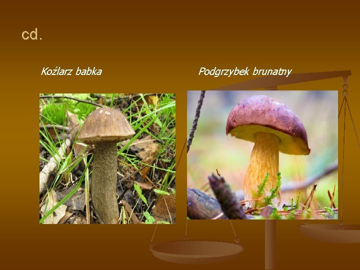 cd. Koźlarz babka Podgrzybek brunatny 