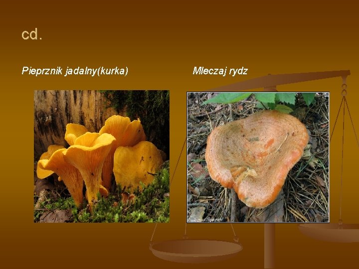 cd. Pieprznik jadalny(kurka) Mleczaj rydz 