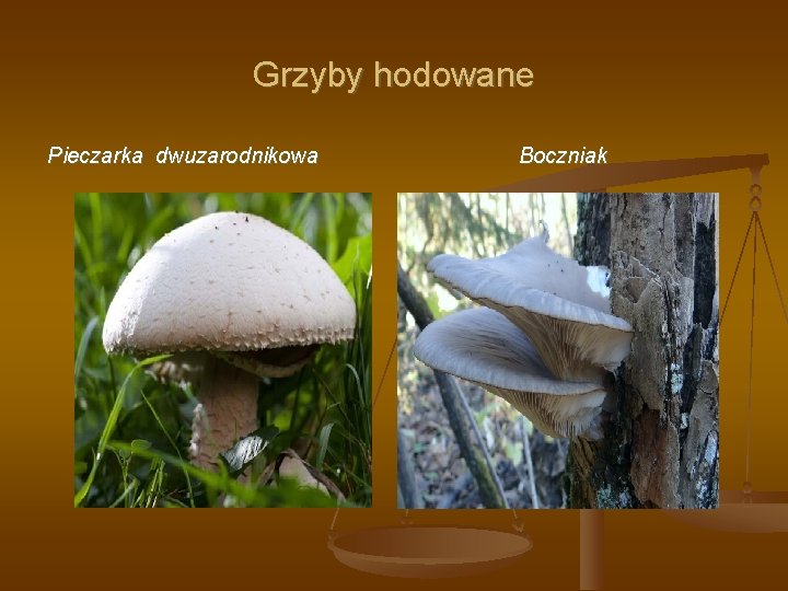 Grzyby hodowane Pieczarka dwuzarodnikowa Boczniak 