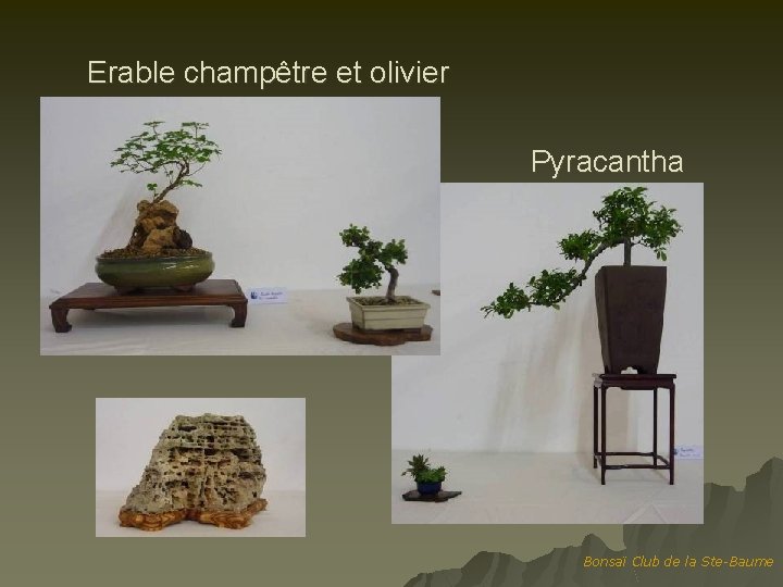 Erable champêtre et olivier Pyracantha Bonsaï Club de la Ste-Baume 
