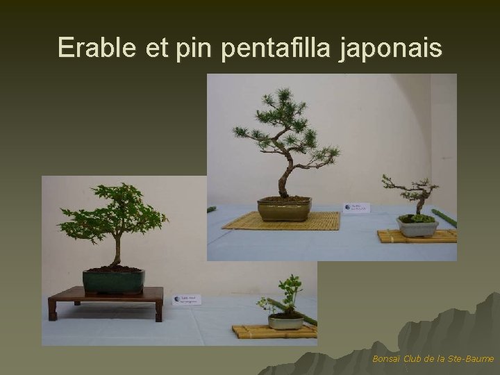 Erable et pin pentafilla japonais Bonsaï Club de la Ste-Baume 