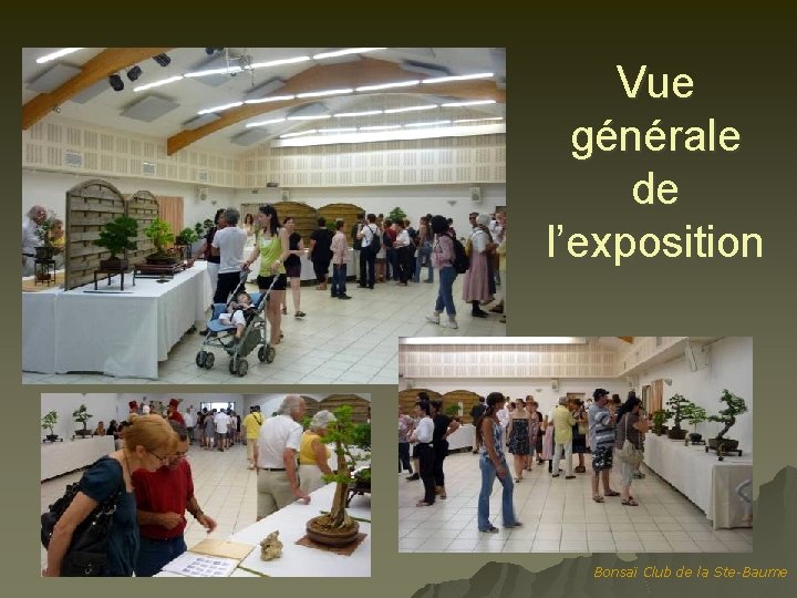 Vue générale de l’exposition Bonsaï Club de la Ste-Baume 