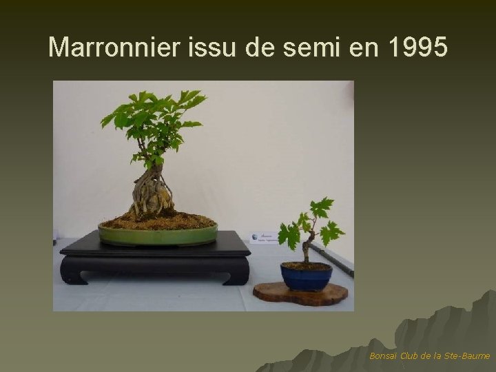 Marronnier issu de semi en 1995 Bonsaï Club de la Ste-Baume 