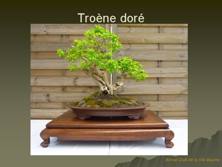 Troène doré Bonsaï Club de la Ste-Baume 