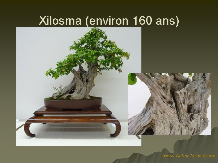 Xilosma (environ 160 ans) Bonsaï Club de la Ste-Baume 