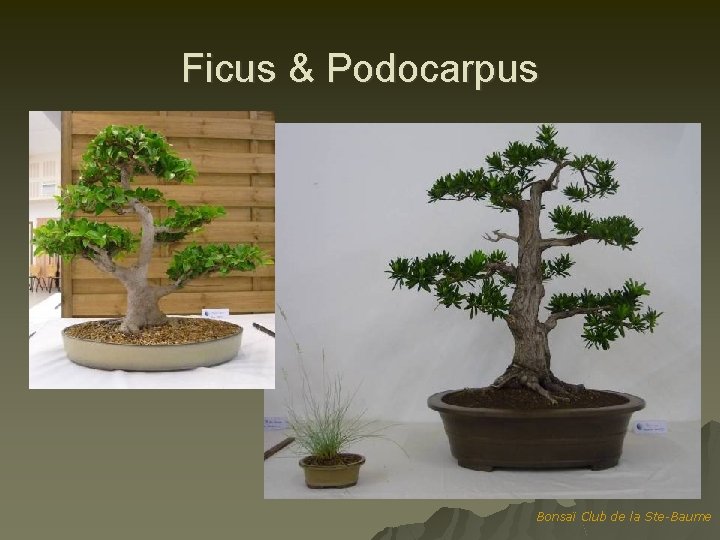 Ficus & Podocarpus Bonsaï Club de la Ste-Baume 
