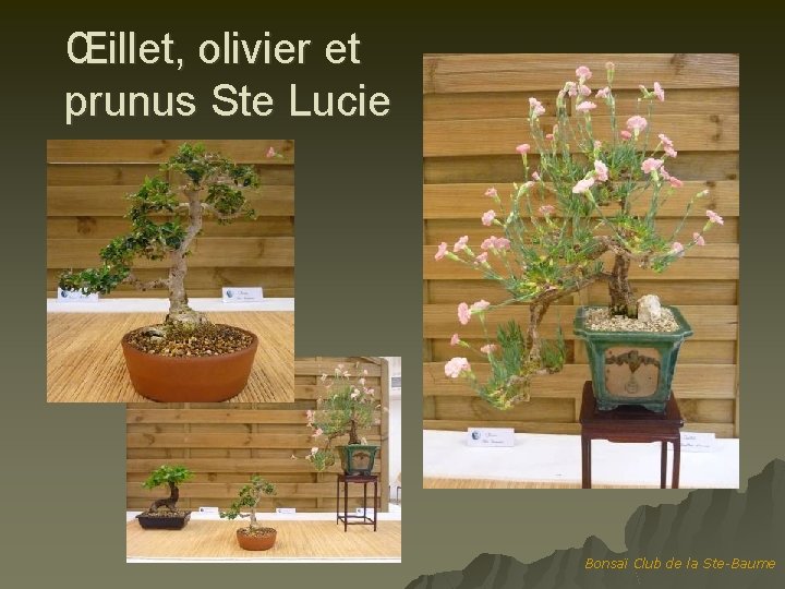 Œillet, olivier et prunus Ste Lucie Bonsaï Club de la Ste-Baume 