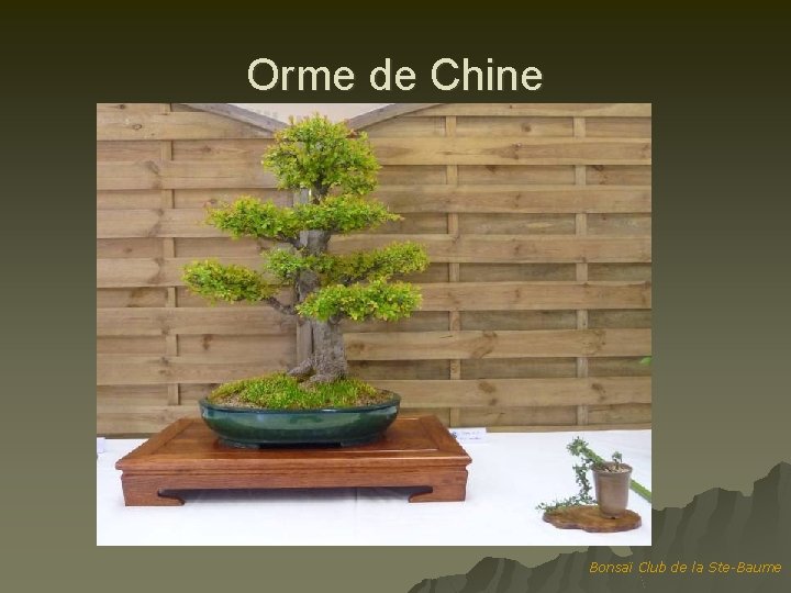 Orme de Chine Bonsaï Club de la Ste-Baume 