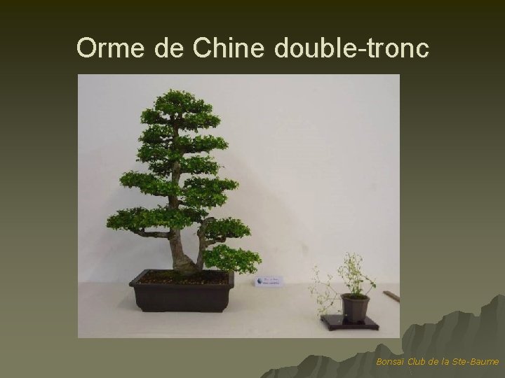 Orme de Chine double-tronc Bonsaï Club de la Ste-Baume 