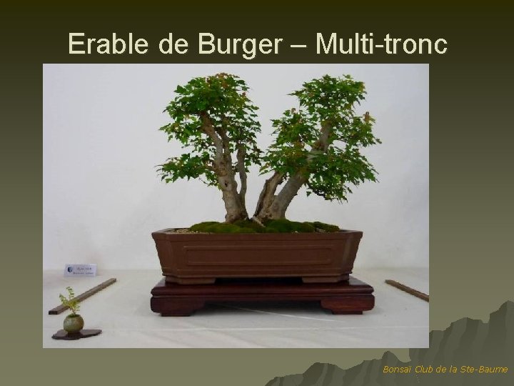 Erable de Burger – Multi-tronc Bonsaï Club de la Ste-Baume 