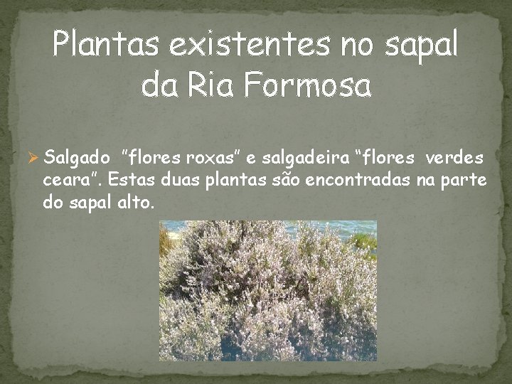 Plantas existentes no sapal da Ria Formosa Ø Salgado ”flores roxas” e salgadeira “flores