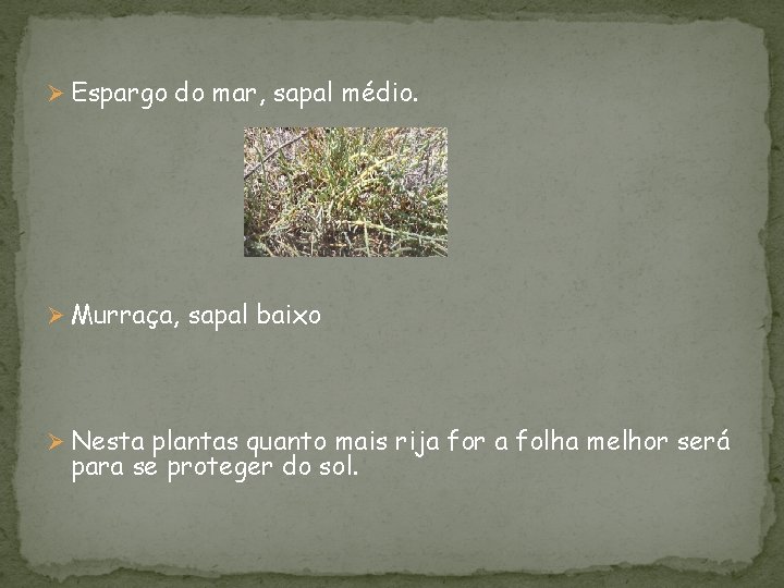 Ø Espargo do mar, sapal médio. Ø Murraça, sapal baixo Ø Nesta plantas quanto