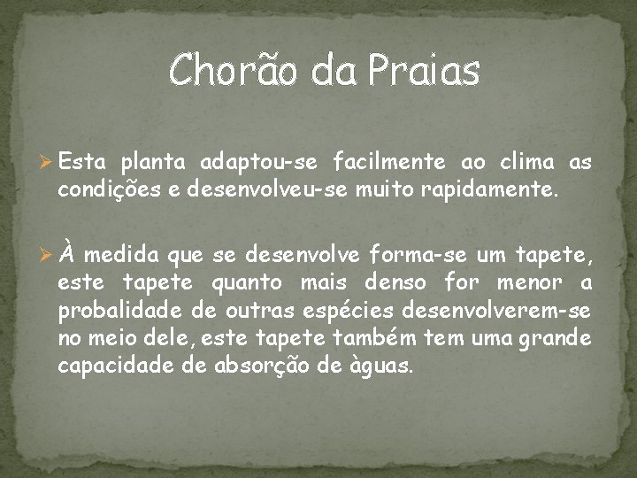 Chorão da Praias Ø Esta planta adaptou-se facilmente ao clima as condições e desenvolveu-se