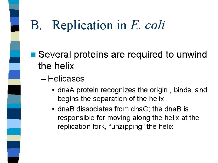 B. Replication in E. coli n Several proteins are required to unwind the helix
