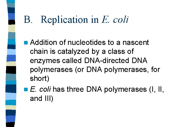 B. Replication in E. coli n Addition of nucleotides to a nascent chain is