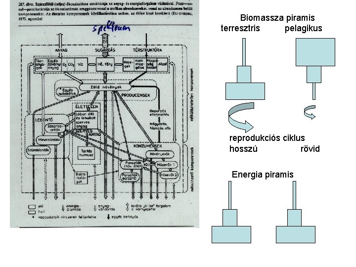 Biomassza piramis terresztris pelagikus reprodukciós ciklus hosszú rövid Energia piramis 