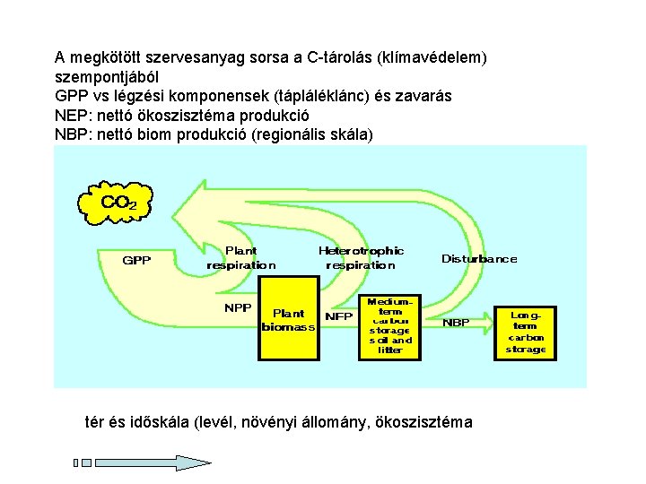 A megkötött szervesanyag sorsa a C-tárolás (klímavédelem) szempontjából GPP vs légzési komponensek (tápláléklánc) és