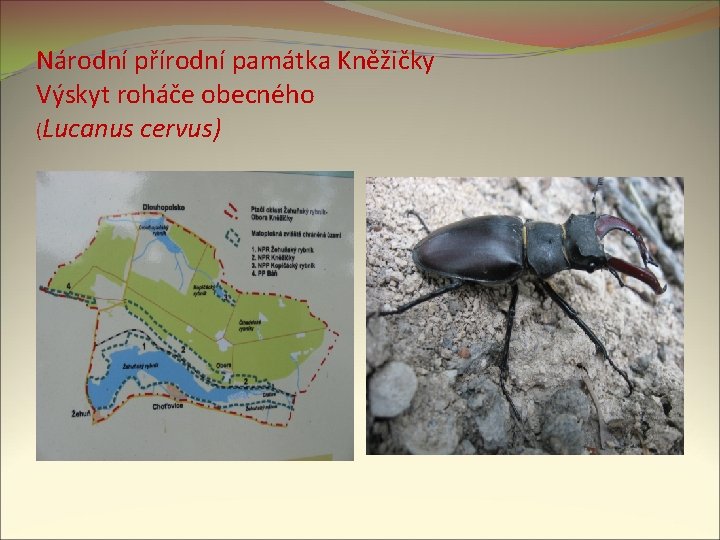 Národní přírodní památka Kněžičky Výskyt roháče obecného (Lucanus cervus) 