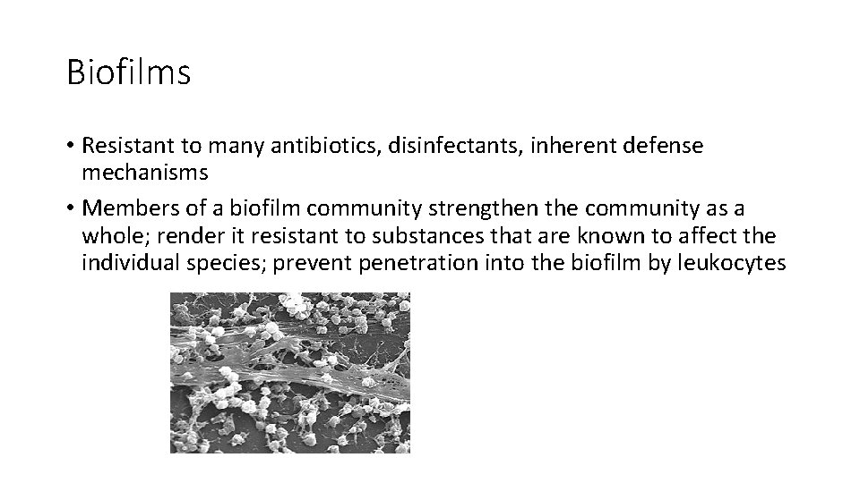 Biofilms • Resistant to many antibiotics, disinfectants, inherent defense mechanisms • Members of a