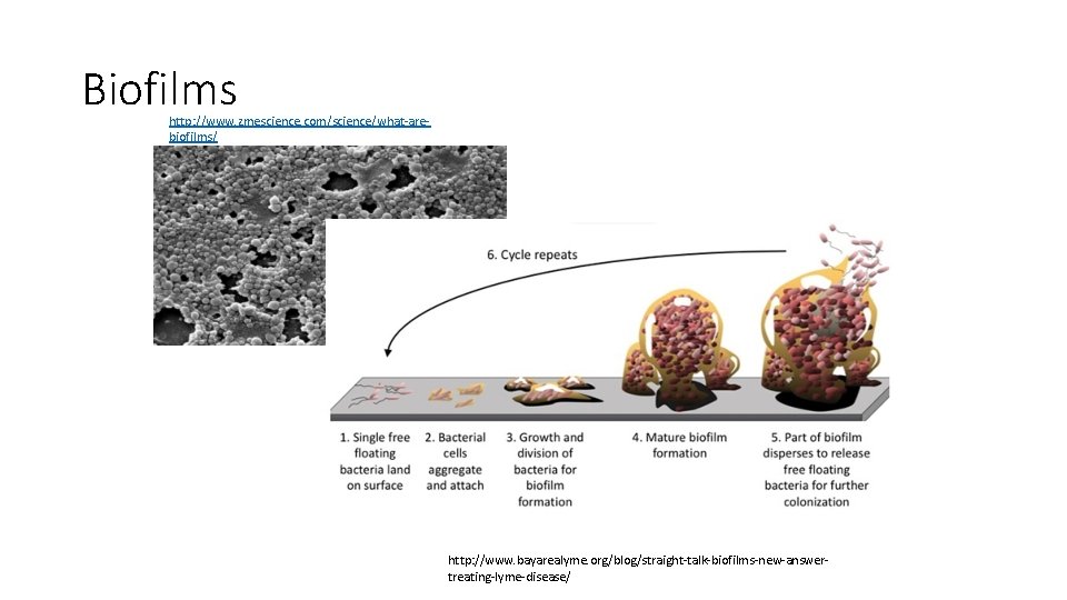 Biofilms http: //www. zmescience. com/science/what-arebiofilms/ http: //www. bayarealyme. org/blog/straight-talk-biofilms-new-answertreating-lyme-disease/ 