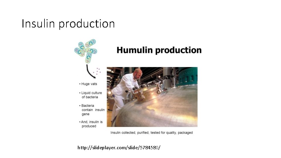 Insulin production http: //slideplayer. com/slide/5784580/ 