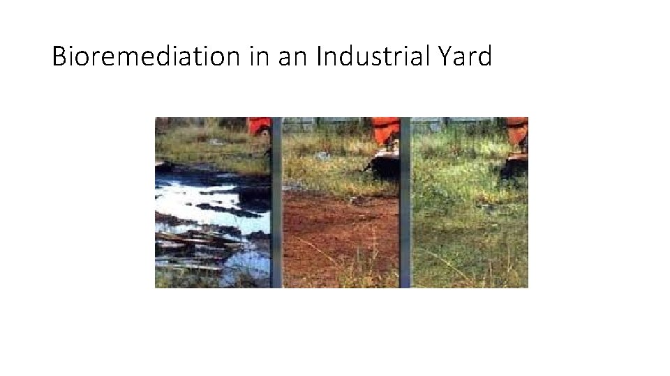 Bioremediation in an Industrial Yard 