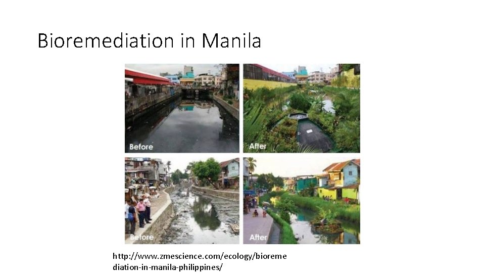 Bioremediation in Manila http: //www. zmescience. com/ecology/bioreme diation-in-manila-philippines/ 