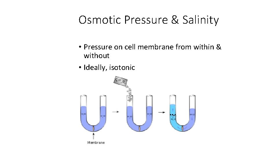 Osmotic Pressure & Salinity • Pressure on cell membrane from within & without •