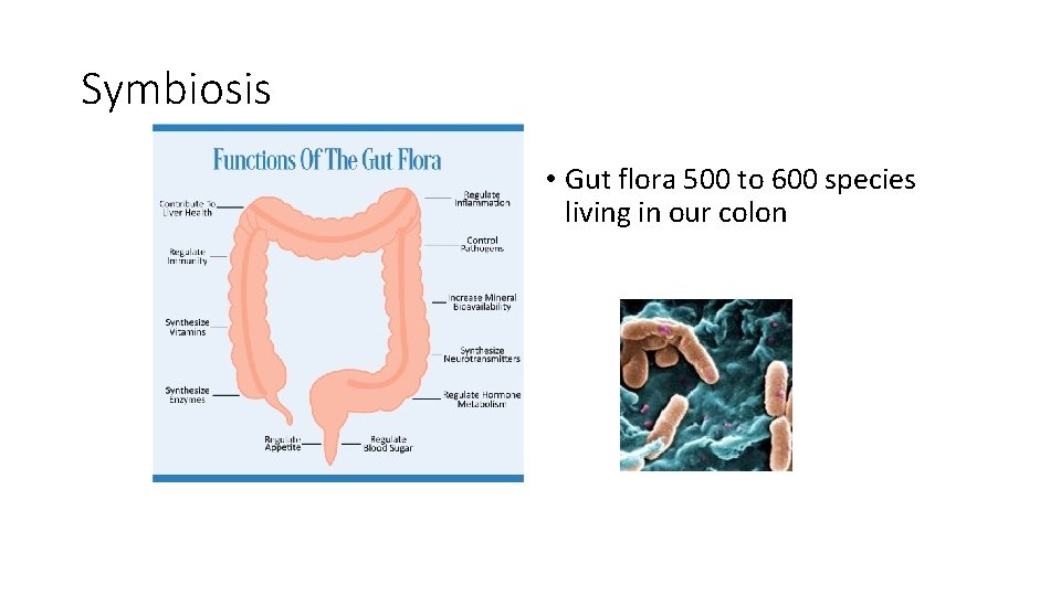 Symbiosis • Gut flora 500 to 600 species living in our colon 