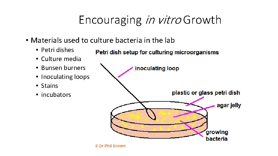 Encouraging in vitro Growth • Materials used to culture bacteria in the lab •