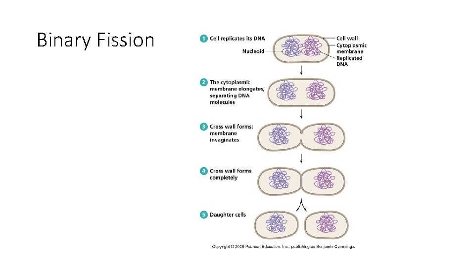 Binary Fission 