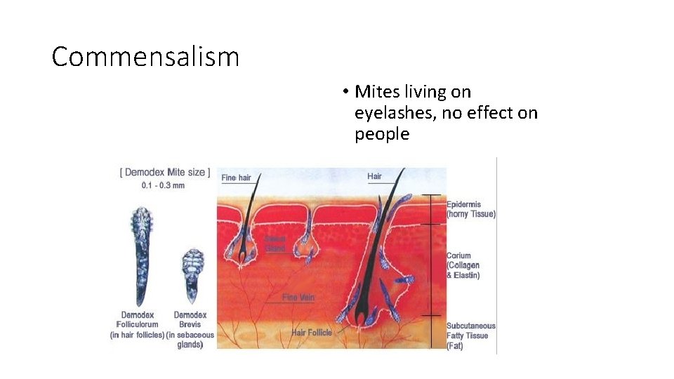 Commensalism • Mites living on eyelashes, no effect on people 