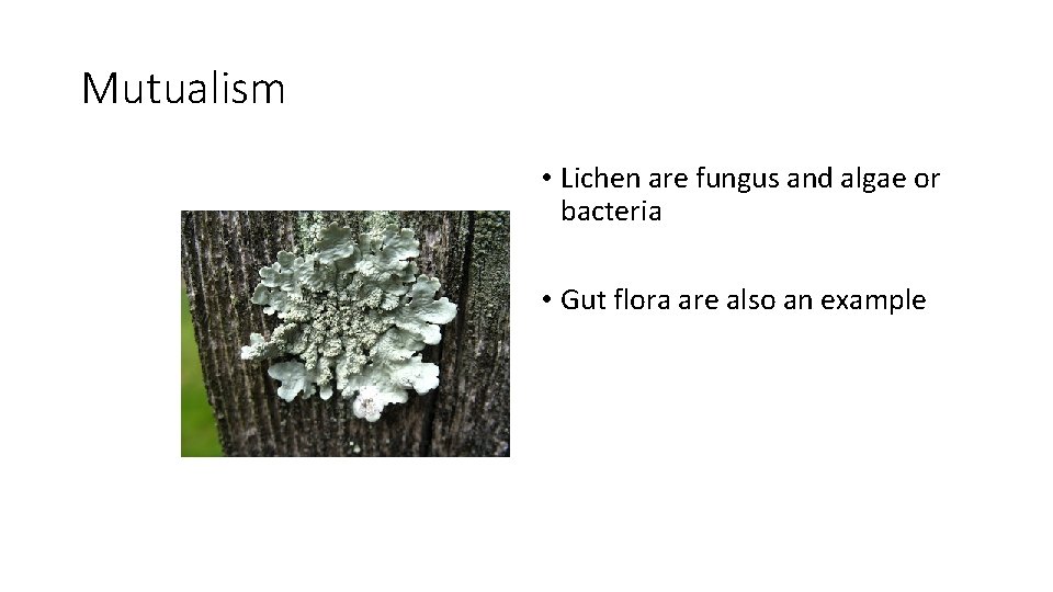 Mutualism • Lichen are fungus and algae or bacteria • Gut flora are also