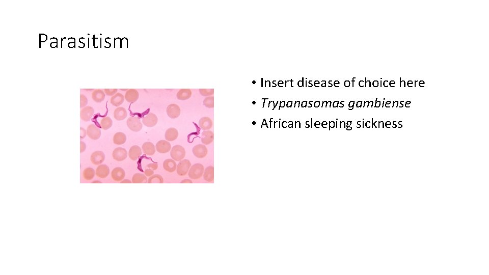 Parasitism • Insert disease of choice here • Trypanasomas gambiense • African sleeping sickness