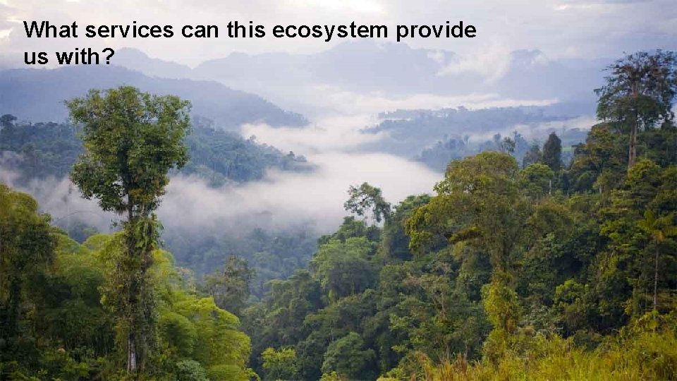 What services can this ecosystem provide us with? 