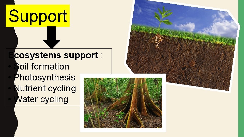 Support Ecosystems support : • Soil formation • Photosynthesis • Nutrient cycling • Water