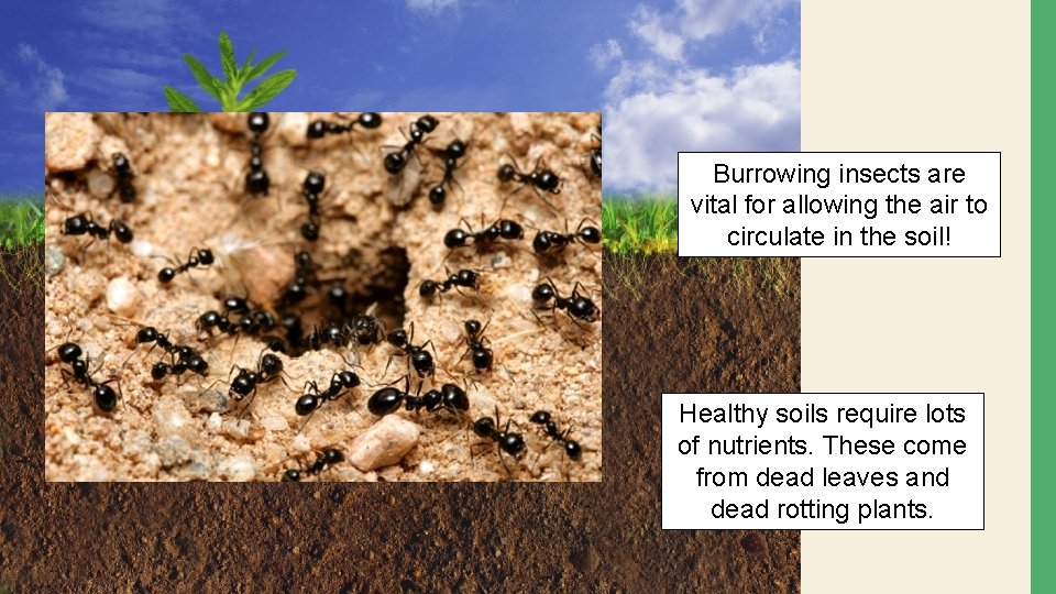 Burrowing insects are vital for allowing the air to circulate in the soil! Healthy