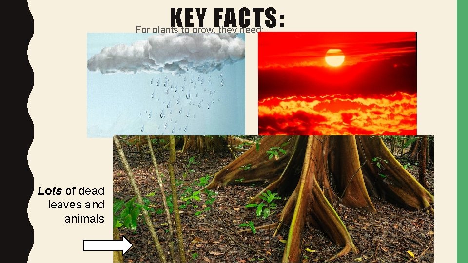 KEY FACTS: For plants to grow, they need: Lots of dead leaves and animals