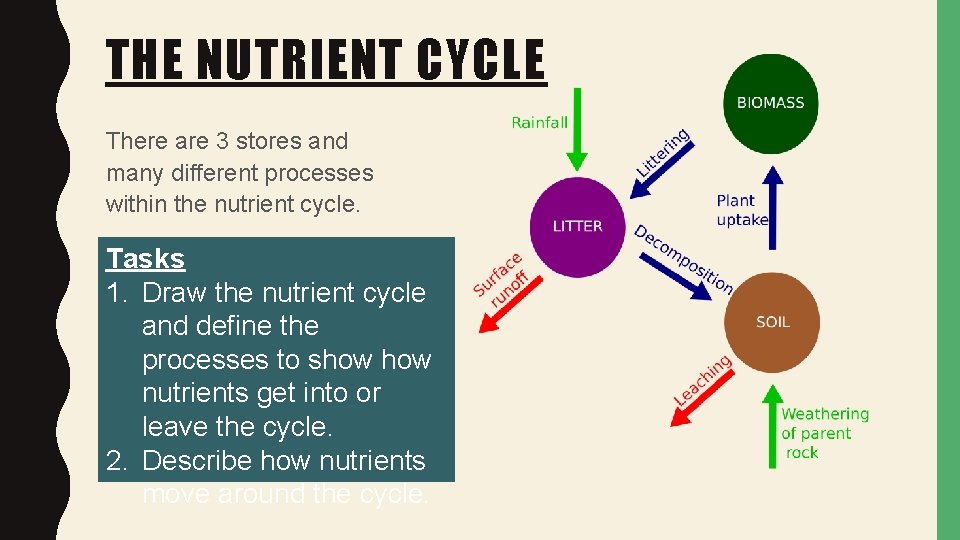 THE NUTRIENT CYCLE There are 3 stores and many different processes within the nutrient