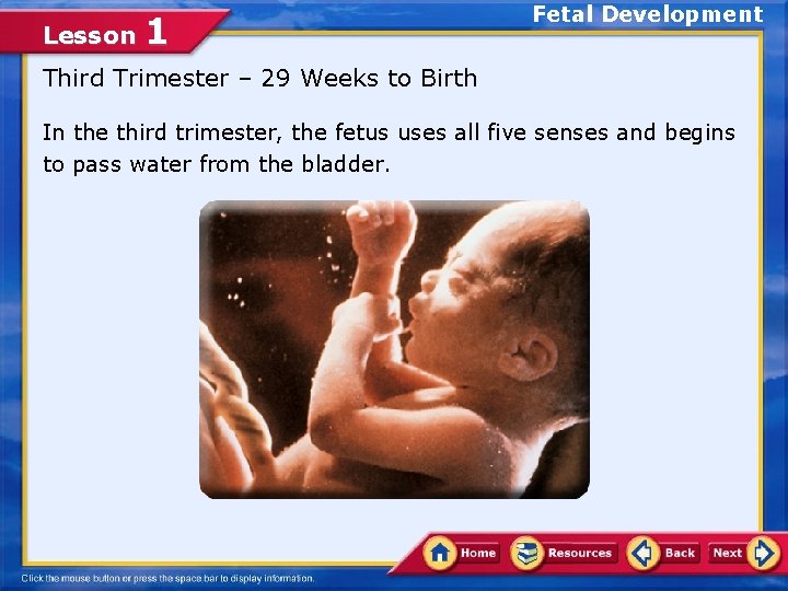 Lesson 1 Fetal Development Third Trimester – 29 Weeks to Birth In the third