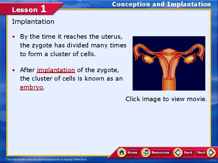 Lesson 1 Conception and Implantation • By the time it reaches the uterus, the