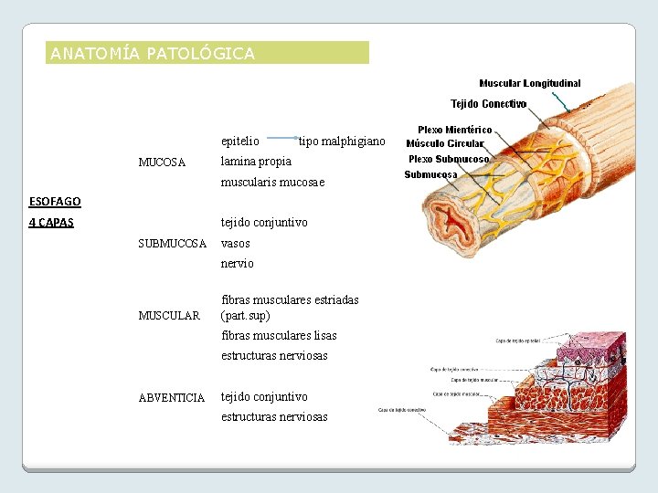 ANATOMÍA PATOLÓGICA epitelio MUCOSA tipo malphigiano lamina propia muscularis mucosae ESOFAGO 4 CAPAS tejido