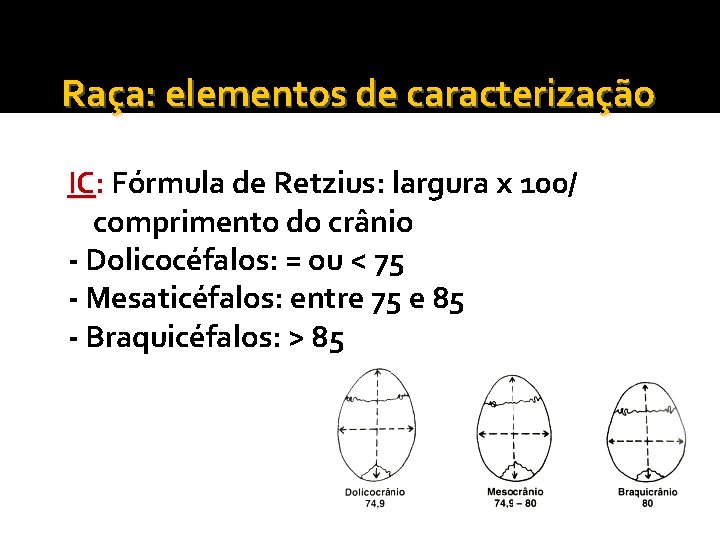 Raça: elementos de caracterização IC: Fórmula de Retzius: largura x 100/ comprimento do crânio