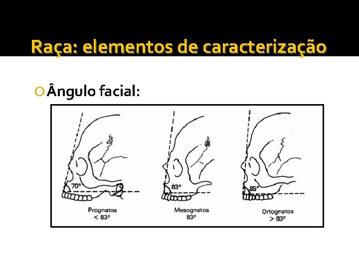 Raça: elementos de caracterização ngulo facial: 