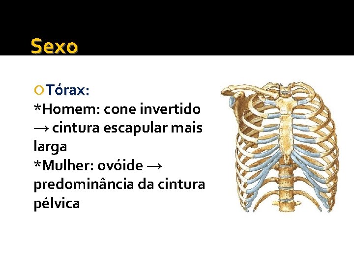 Sexo Tórax: *Homem: cone invertido → cintura escapular mais larga *Mulher: ovóide → predominância