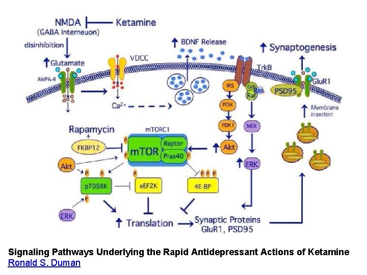 Signaling Pathways Underlying the Rapid Antidepressant Actions of Ketamine Ronald S. Duman 