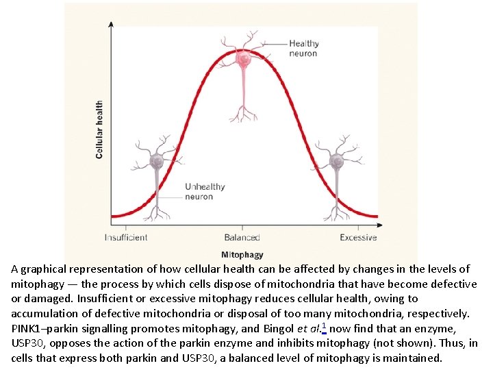 A graphical representation of how cellular health can be affected by changes in the