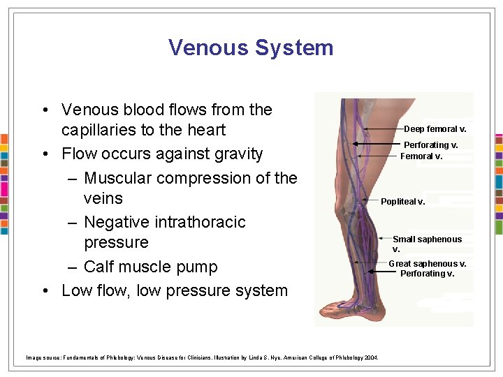Venous System • Venous blood flows from the capillaries to the heart • Flow